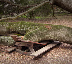 Picnic table crushed by tree