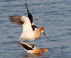 American Avocets mating