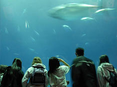Looking through aquarium window